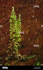 Attēlu rezultāti vaicājumam “Homalothecium sericeum”