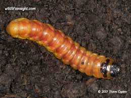 Attēlu rezultāti vaicājumam “Cossus cossus larva”