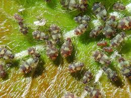 Attēlu rezultāti vaicājumam “Chaitophorus populeti”