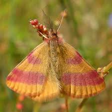 Attēlu rezultāti vaicājumam “Lythria cruentaria”