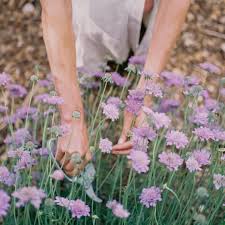 Image result for Scabiosa columbaria