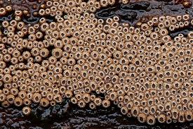 Attēlu rezultāti vaicājumam “Merismodes anomala”