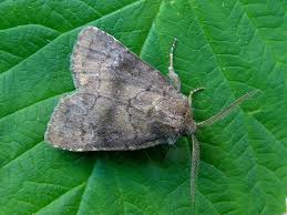 Attēlu rezultāti vaicājumam “Rusina ferruginea female”