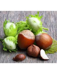 Attēlu rezultāti vaicājumam “Corylus avellana fruit”