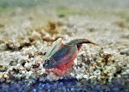 Attēlu rezultāti vaicājumam “Trioza dispar nymph”