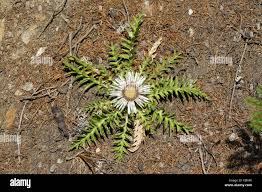 Image result for Silberdistel