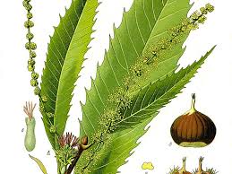Attēlu rezultāti vaicājumam “Castanea sativa”