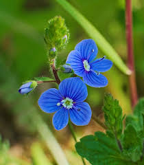 Attēlu rezultāti vaicājumam “Veronica chamaedrys flower”