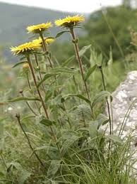 Image result for Inula hirta