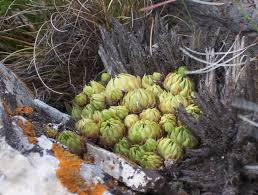Attēlu rezultāti vaicājumam “Jovibarba globifera fruit”