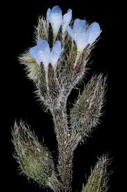 Attēlu rezultāti vaicājumam “Myosotis ramosissima flower”