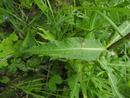 Attēlu rezultāti vaicājumam “Cirsium heterophyllum leaf”