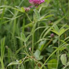 Attēlu rezultāti vaicājumam “Trifolium medium flower”