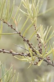 Attēlu rezultāti vaicājumam “Hippophae rhamnoides female flower”