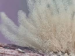 Attēlu rezultāti vaicājumam “Heterotrichia obvelata (syn. Arcyria obvelata) spores”