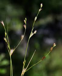 Attēlu rezultāti vaicājumam “Juncus bufonius”