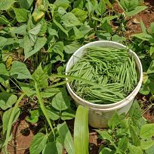 Image result for Buschbohnen