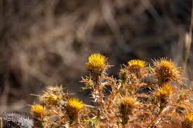 Attēlu rezultāti vaicājumam “Carlina vulgaris”