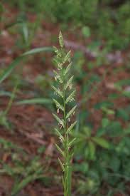 Attēlu rezultāti vaicājumam “Lolium perenne”