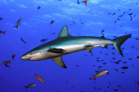 Image result for Carcharhinus falciformis