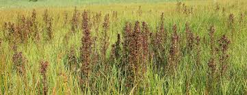 Attēlu rezultāti vaicājumam “Pedicularis palustris subsp. opsiantha”