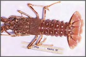 Image result for Palinurus elephas