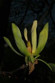Attēlu rezultāti vaicājumam “Magnolia acuminata flower”