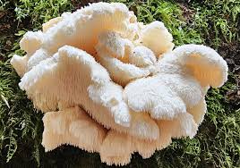 Attēlu rezultāti vaicājumam “Hericium cirrhatum”