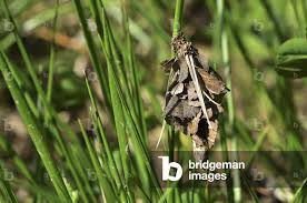 Attēlu rezultāti vaicājumam “Canephora hirsuta”