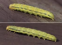 Attēlu rezultāti vaicājumam “Lacanobia suasa”