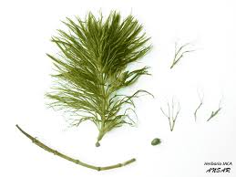 Attēlu rezultāti vaicājumam “Ceratophyllum submersum leaf”