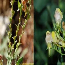 Attēlu rezultāti vaicājumam “Linaria loeselii fruit”