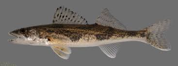 Image result for Sander canadensis/vitreus