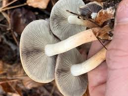 Attēlu rezultāti vaicājumam “Hypholoma lateritium”