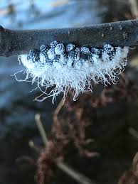 Attēlu rezultāti vaicājumam “Prociphilus xylostei”