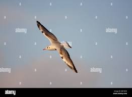 Attēlu rezultāti vaicājumam “Larus ridibundus juvenile”
