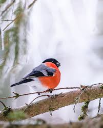 Attēlu rezultāti vaicājumam “Pyrrhula pyrrhula female”