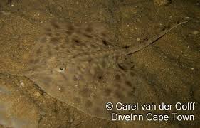 Image result for Raja straeleni