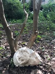 Attēlu rezultāti vaicājumam “Langermania gigantea”