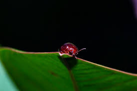 Attēlu rezultāti vaicājumam “Chrysolina staphylaea”