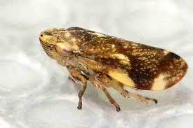 Attēlu rezultāti vaicājumam “Aphrophoridae”