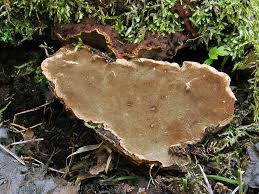 Attēlu rezultāti vaicājumam “Phellinus chrysoloma”