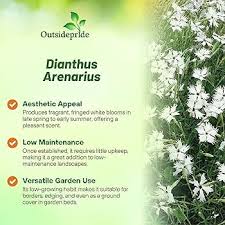 Attēlu rezultāti vaicājumam “Dianthus arenarius flower”