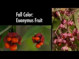 Attēlu rezultāti vaicājumam “Euonymus fruit”