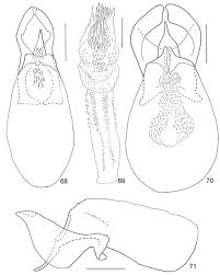 Attēlu rezultāti vaicājumam “Scaphisoma sp.”