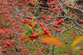 Attēlu rezultāti vaicājumam “Crataegus”