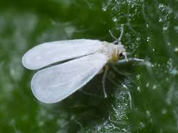 Attēlu rezultāti vaicājumam “Sternorrhyncha”