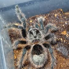 Znalezione obrazy dla zapytania Grammostola grossa