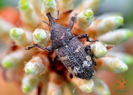 Attēlu rezultāti vaicājumam “Pissodes castaneus”