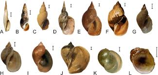 Attēlu rezultāti vaicājumam “Lymnaeidae”